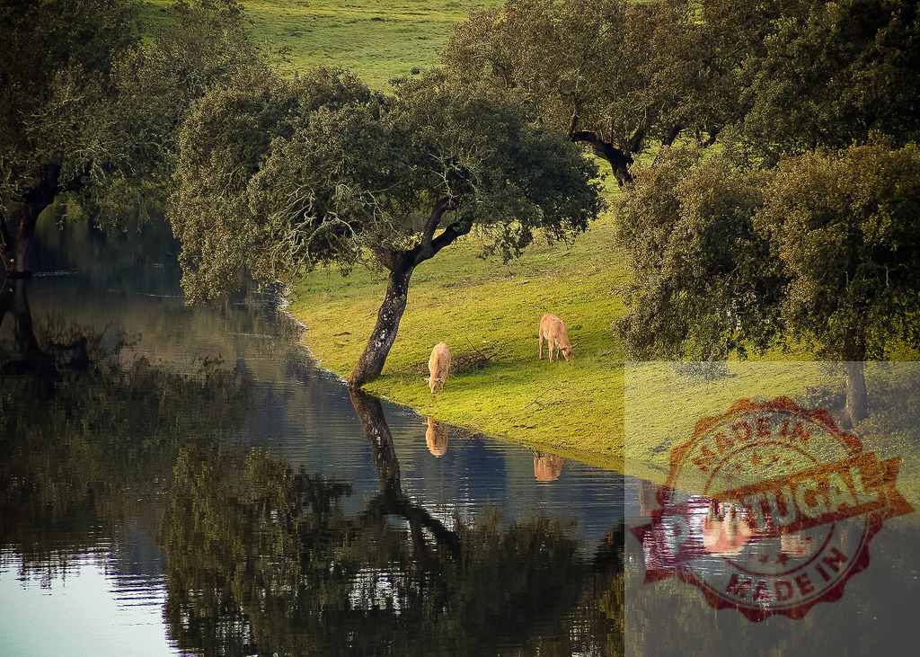 Cattle grazing riverside in peaceful rural landscape. Portugal - Norte | Cattle grazing on a green riverbank with tree reflections in calm water - Realized with Pictrs.com
