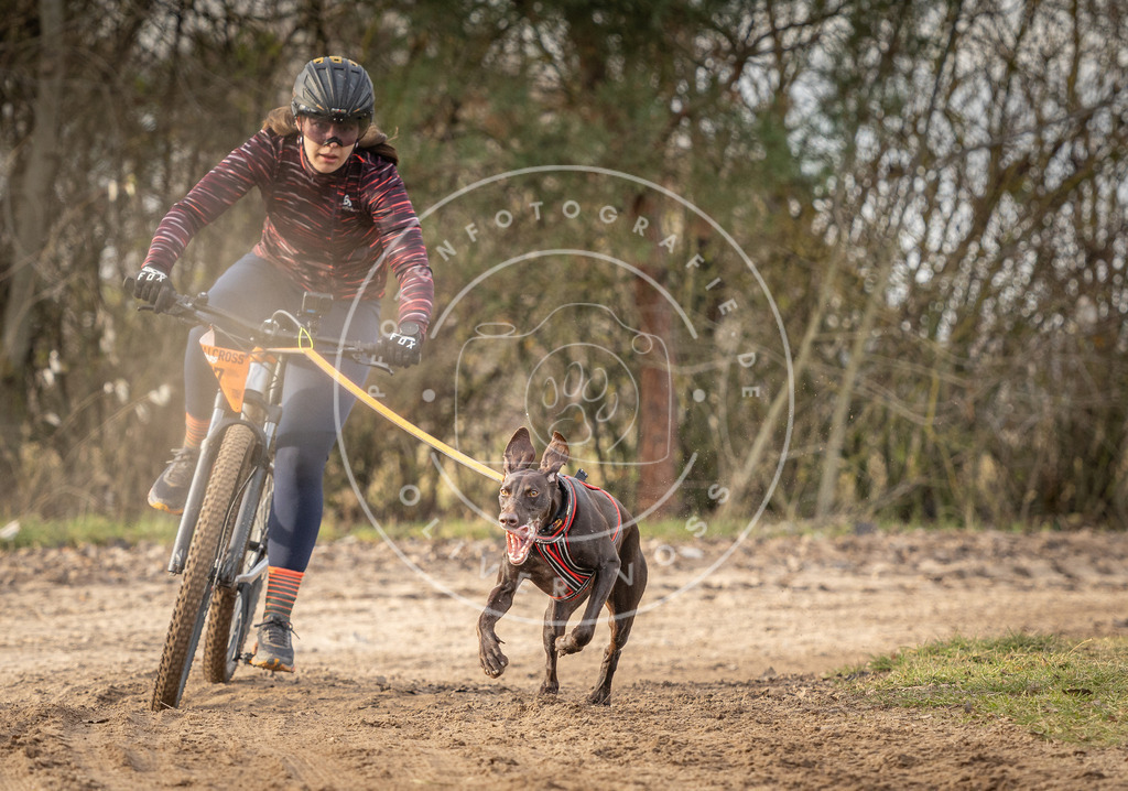 Pfotenfotografie_DV3A7990 | Hundefotografie, Tierfotograf, Pfotenfotografie, Fotoshooting Hund, Hunde Portrait, Hundesport, Hundeportraits, Heideshooting, Hunde, Sportfotograf, Hundefotograf, Turnierhundsport, THS,  - Realisiert mit Pictrs.com