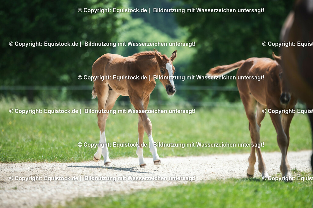 20210617_Fohlen_0218 | Foto: Thomas Hartig