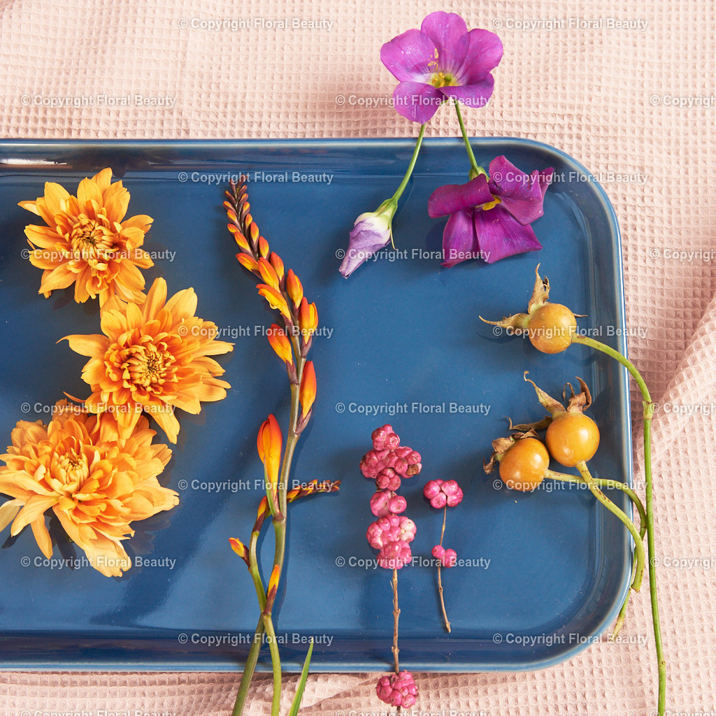 Draufsicht Tablett gelegte Blüten Nahaufnahme | blaues Tablett mit gelegten Blüten auf rosa Untergrund im Quadrat als Druck - Realisiert mit Pictrs.com