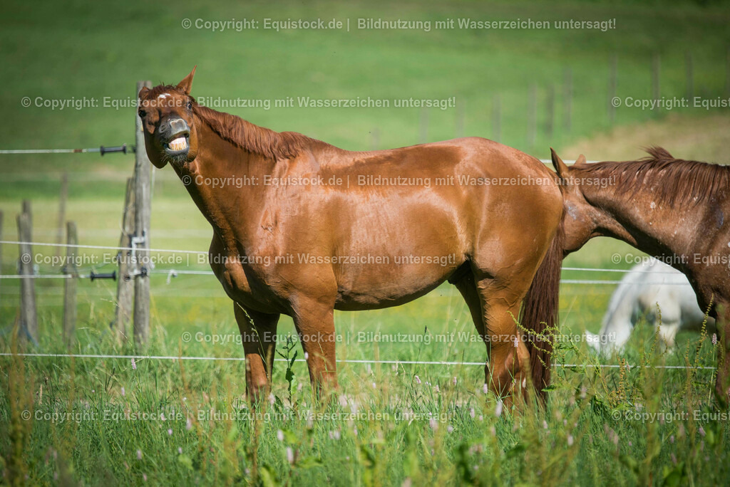 20160826_Wallach_auf_der_Koppel_0012 | Foto: Thomas Hartig