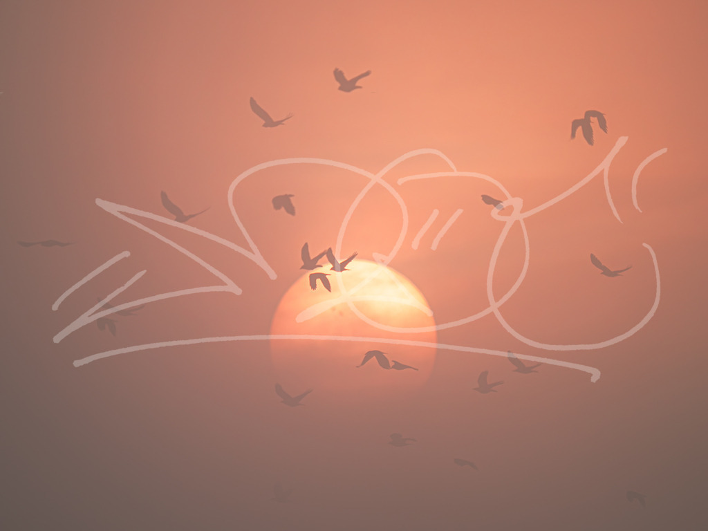Sonnenball Krähen | Naturschönheiten aus Deutschland. Pflanzen und Tiere, Insekten und Naturschauspiele. Alle schönen Details, die uns umgeben, fotografiert von Michi Moc.  - Realisiert mit Pictrs.com
