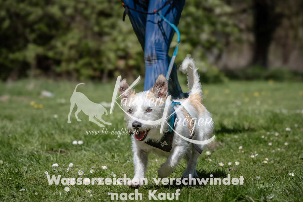 1245_ZZ94241 | kk-dogfotos