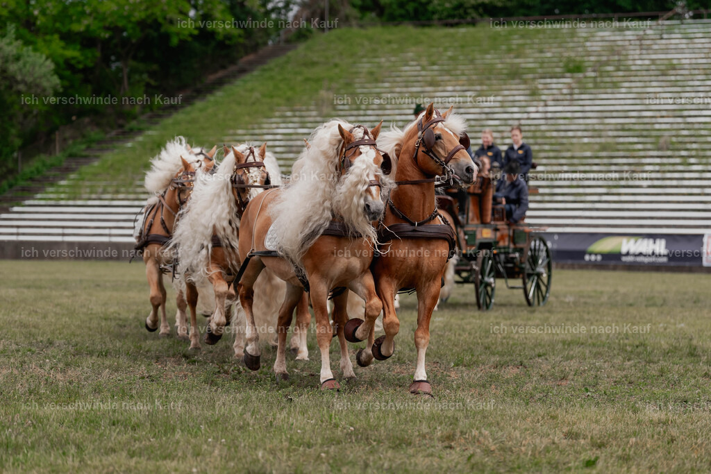 Showprogramm-135 | working equitationturnier fotograf videograf stoibphotography marixx film working equitation deutschland reitsport turnierfotografie eventfotografie equestrian events