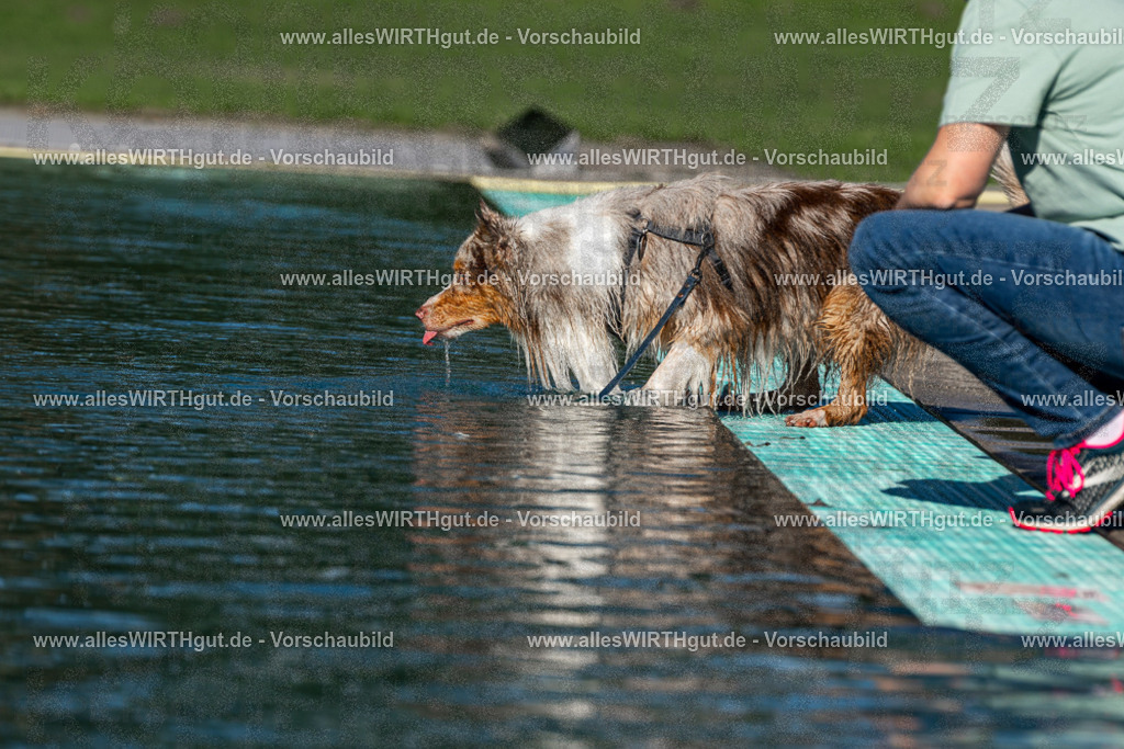 Hundeschwimmen_Volksbad_2026-allesWIRTHgut_Tierfotografie-2609061030-FAY05915 | Professionelle Tierfotografie in Mönchengladbach von Daniel Wirth (allesWIRTHgut). Liebevolle & natürliche Bilder von Hunden & Katzen für unvergessliche Erinnerungen.