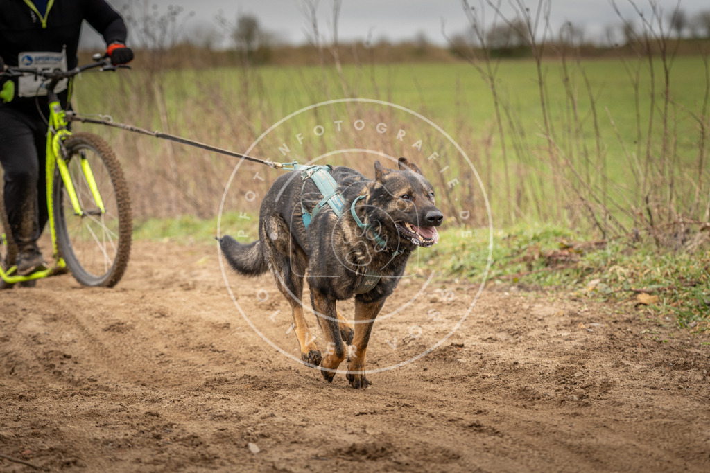 DV3A1534 | Hundefotografie, Tierfotograf, Pfotenfotografie, Fotoshooting Hund, Hunde Portrait, Hundesport, Hundeportraits, Heideshooting, Hunde, Sportfotograf, Hundefotograf, Turnierhundsport, THS,  - Realisiert mit Pictrs.com