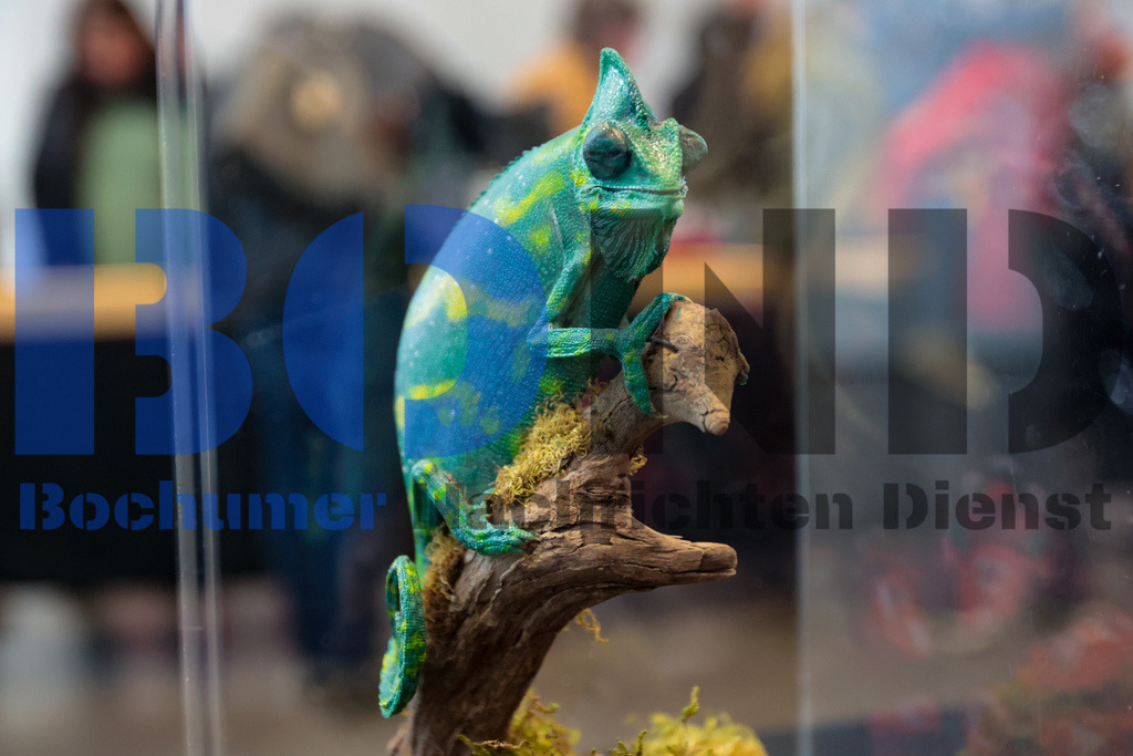 SES_INSBOC20250316-4 | bond - Realisiert mit Pictrs.com