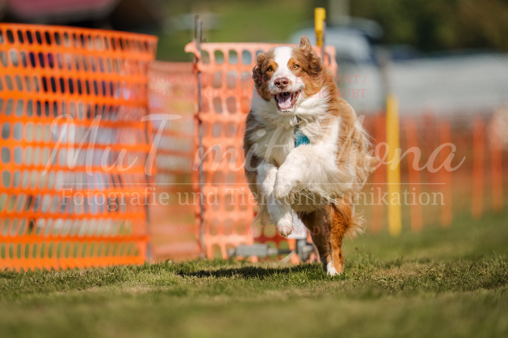 20250928_Hunderennen-548 | MuT (Mensch und Tier) mit Mona - Fotografie und Tierkommunikation - Realisiert mit Pictrs.com