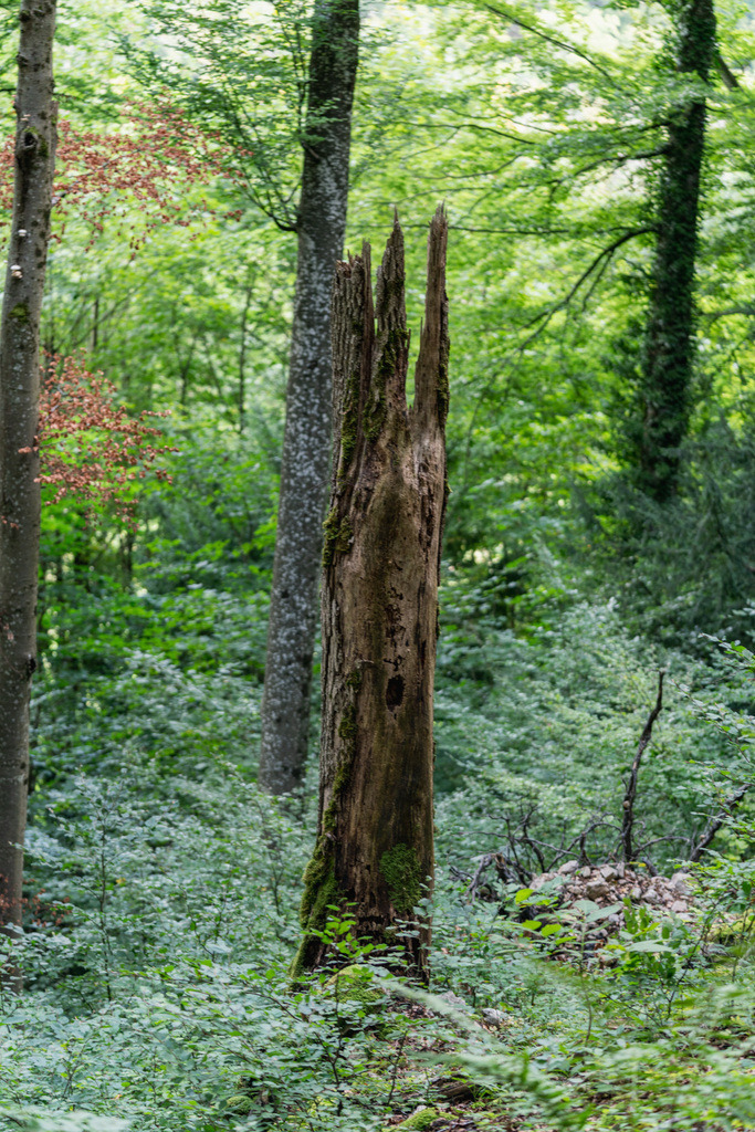 ZD250916101715 | Fotoshop von zweidimensional Fotografie. Ihr Fotograf im Aargau. Abzüge von Ihrem Fotobox Event bestellen.Abzüge von Ihrem Hochzeit bestellen.Abzüge von Ihrem Schulfotograf bestellen.
