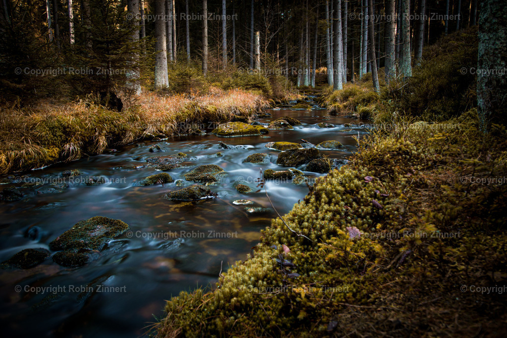 Naturpfad-2 | Robin Zinnert - Realisiert mit Pictrs.com