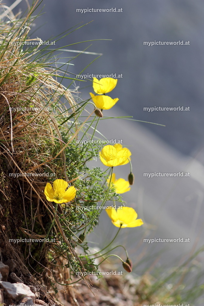 Karawanken-Alpenmohn-007 | Das Bilderarchiv über Tiere, Planzen und Landschaften. In der Bilddatenbank finden Sie ein große Auswahl an hochwertigen Bilder für Ihre Werbung - Realisiert mit Pictrs.com