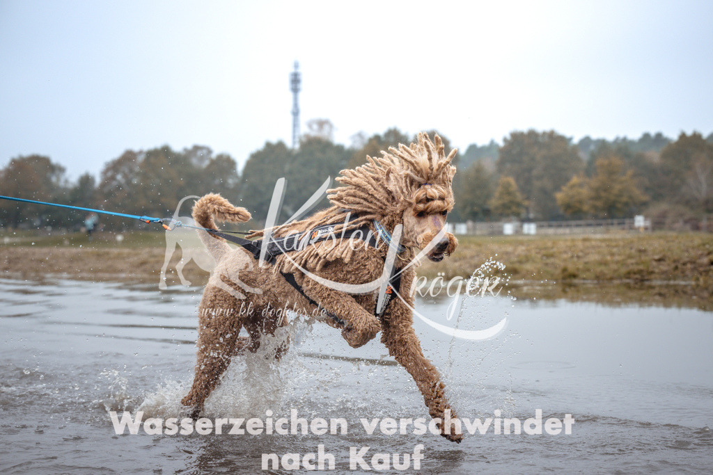 1102_ZZ92595 | kk-dogfotos