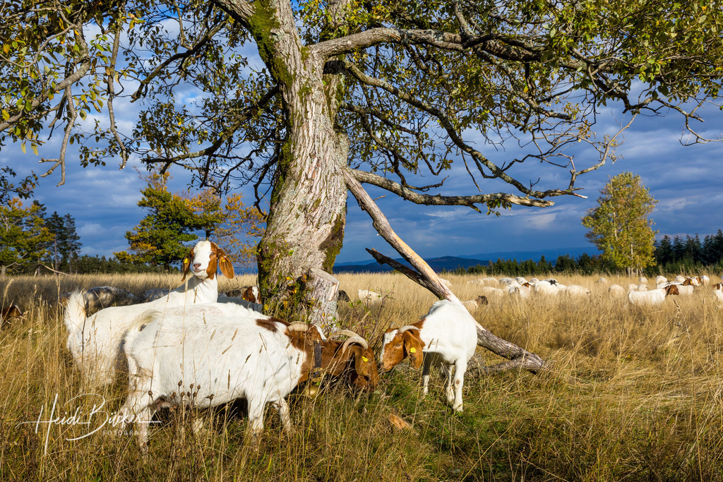 Heidschnucken auf dem Kahlen Asten | Heidschnucken beweiden die Astenheide auf dem Kahlen Asten - Realisiert mit Pictrs.com