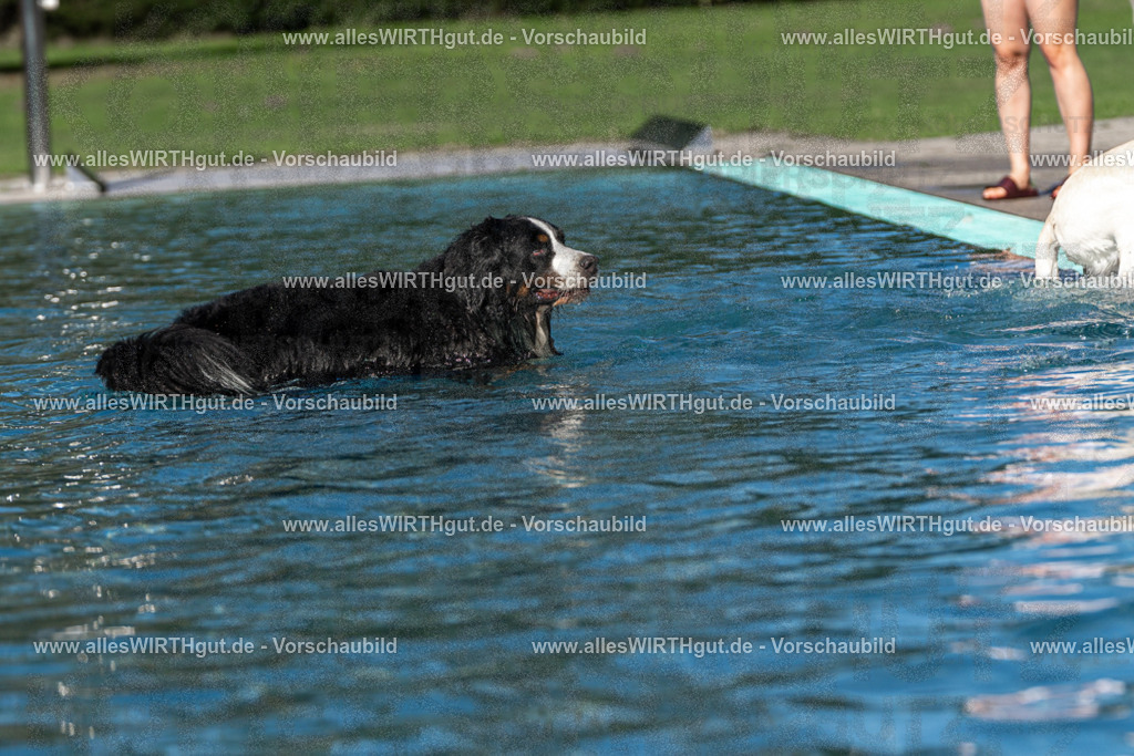 Hundeschwimmen_Volksbad_2026-allesWIRTHgut_Tierfotografie-2609061106-FAY06138 | Professionelle Tierfotografie in Mönchengladbach von Daniel Wirth (allesWIRTHgut). Liebevolle & natürliche Bilder von Hunden & Katzen für unvergessliche Erinnerungen.