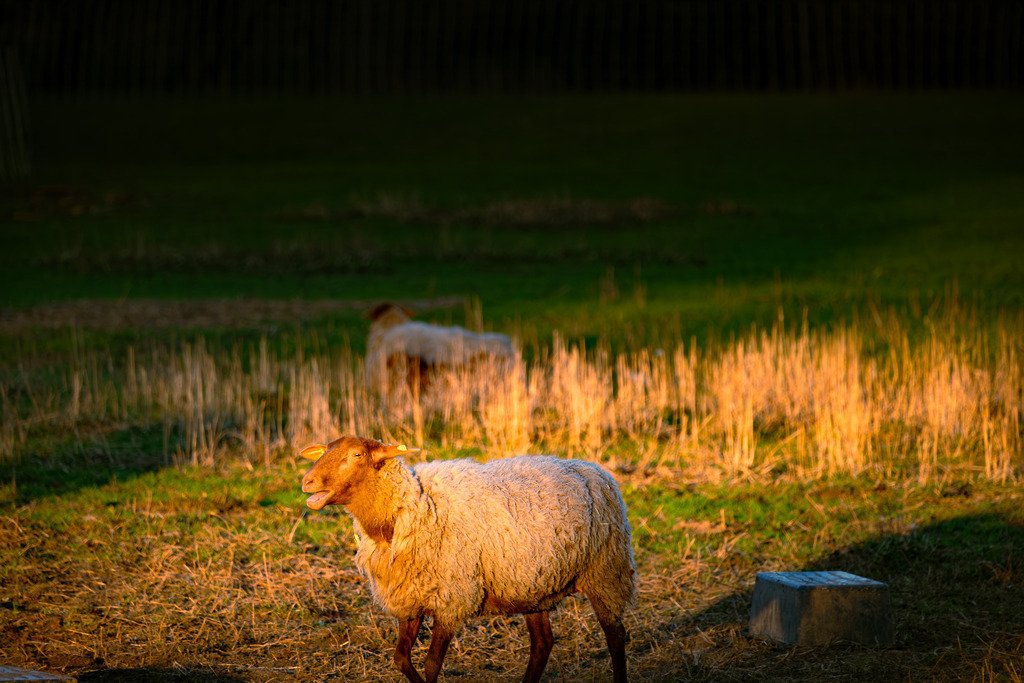 Schaf #2 | Tier- & Landschaftsfotografie und Porträtshootings. Entdecke einzigartige Fotokunst als Wandbild, Tasse oder Mauspad – mit Leidenschaft fotografiert - Realisiert mit Pictrs.com