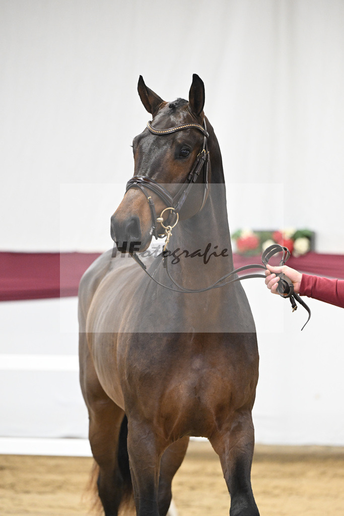 Kat-Nr. 6 Conthargos x Cornet Obolensky_Paul Scheuerer_47250118 | hf-fotografie - Realisiert mit Pictrs.com