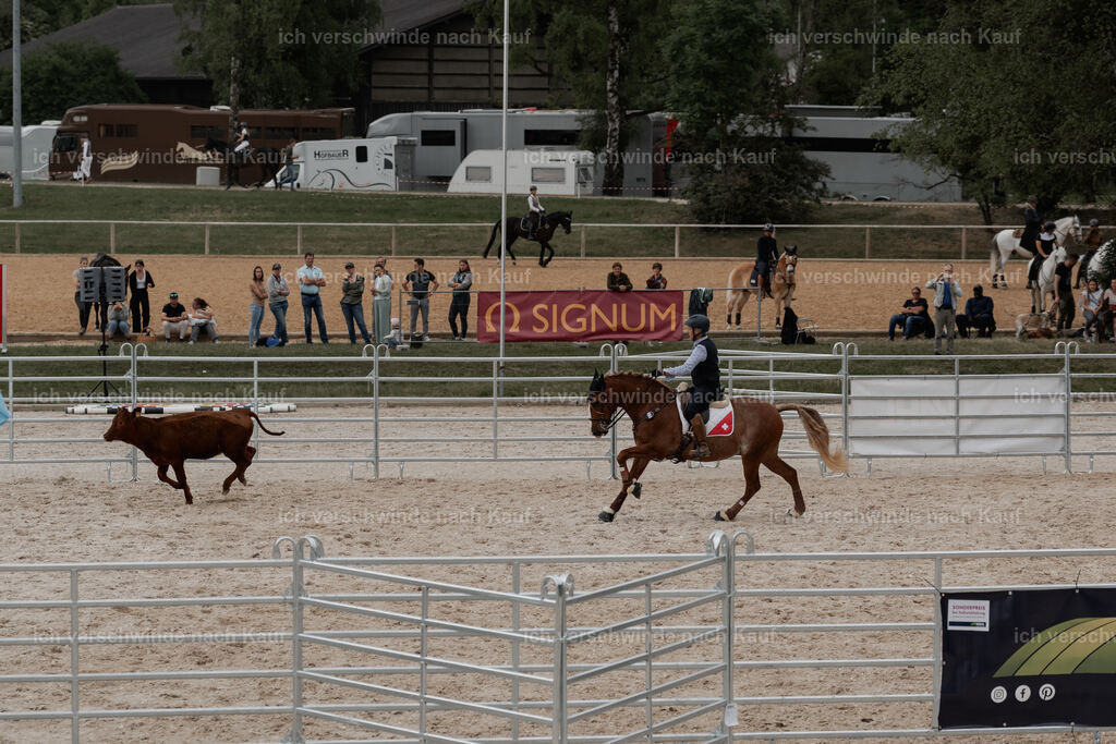 WE__Stoib_Rinder_PI2025_3155 | Pferd International München 2025