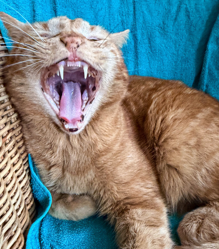 Montags-Modus: Das ultimative Kater-Gähnen | Das perfekte Statement-Piece für alle, die Montage hassen oder ein ehrliches Bild für das Büro suchen! Diese geniale, perfekt scharfgestellte Makroaufnahme fängt eine rote Katze im Moment des absoluten Höchstgähnens (oder Fauchens) ein. Der extreme Komplementärkontrast zwischen dem leuchtend kupferfarbenen Fell und der intensiv türkisen Decke macht dieses Bild zu einem modernen Pop-Art-Blickfang. Ein humorvolles und stilvolles Wandbild voller Charakter. Besonders empfohlen als glänzender Acrylglas-Print oder als gerahmtes Poster für den Arbeitsplatz, das Homeoffice oder die Küche. Das ideale Geschenk für jeden Katzenliebhaber mit Humor! - Realisiert mit Pictrs.com