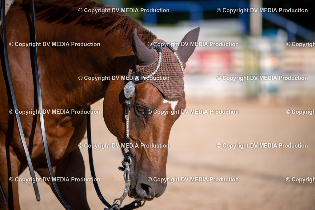 ZS1_0713 | dv-media-shop - Realisiert mit Pictrs.com