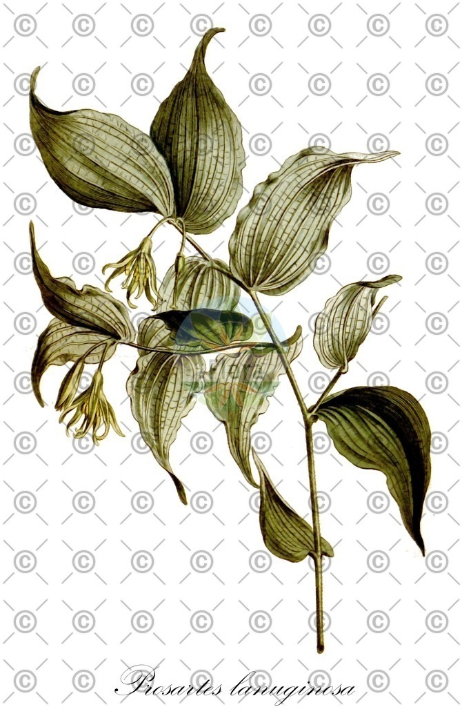 HistAbb_wfo-0000465375_1_ENZY_Simple | Historische Abbildung von Prosartes lanuginosa - Liliaceae | Historical Illustration of Prosartes lanuginosa - Liliaceae (hairy mandarin)