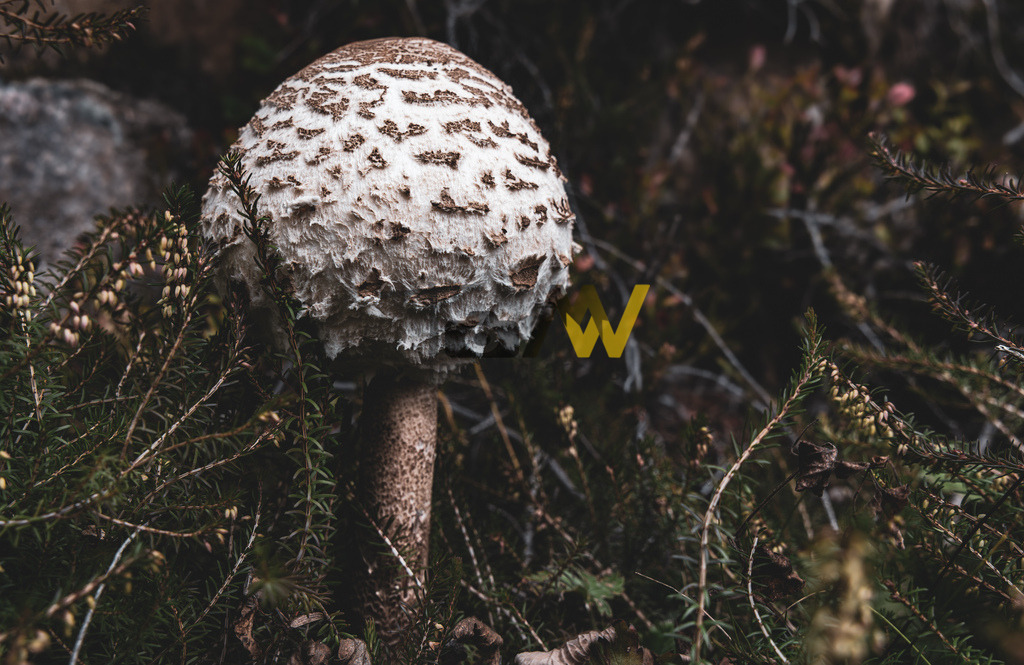 Ein schöner großer Parasol im Wald--Herbst---Südtirol | Hochauflösende und hochwertige Bilder und Fotos.Kommerzielle oder private Nutzung ✔ Bilder downloaden✔ Acryl ✔ Leinwand ✔ Poster ✔
 - Realisiert mit Pictrs.com