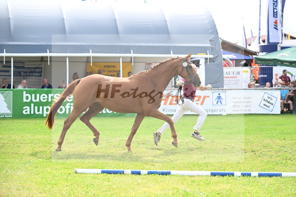 Kat-Nr. 32 Zimtschnecke v. Zack_Lechl_30250810 | hf-fotografie - Realisiert mit Pictrs.com