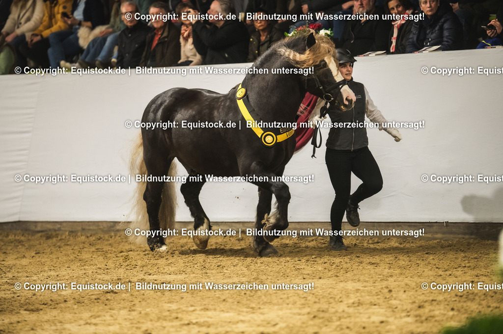 20240302_Hengstvorstellung_Marbach_TOMsPiC_0629 | equistock