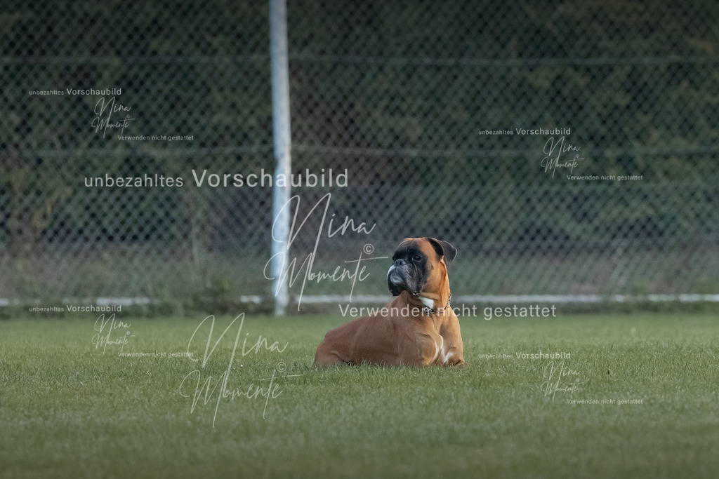 _16A5895-1 | Einzigartige Fotos von Hunden & Menschen –Actionfotos, Portraits, Vereinsaufnahmen & Paarshootings – authentisch, lebendig & mit Herz.