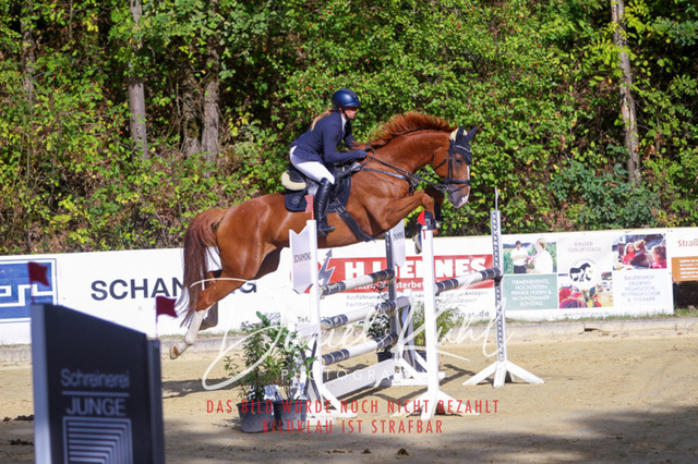 DKP42409 | Deine Turnierfotos vom Reitturnier online kaufen: Dressur, Springen & Siegerehrung. Professionelle Pferdefotografie aus dem Rheinland – als Download & Print.Alternative: Turnierfotograf für den Pferdesport: Finde deine Fotos von Dressur- und Springturnier
