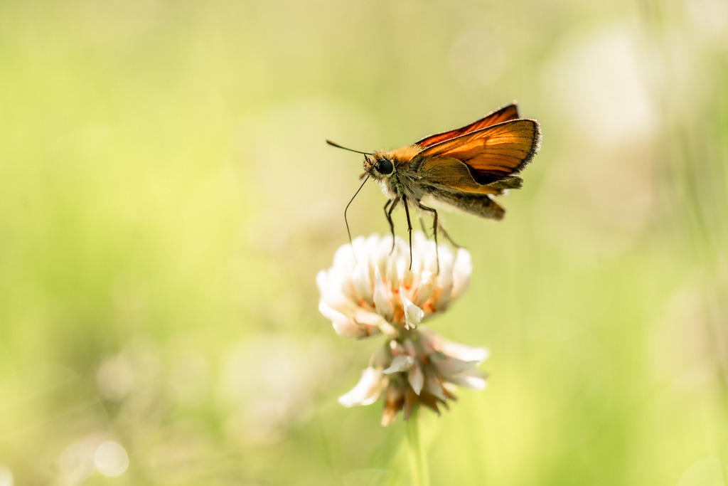 BUTTERFLY | walter-wagner-fotografie