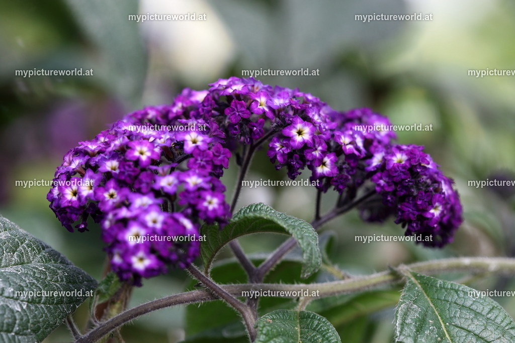 Vanilleblume-001 | Das Bilderarchiv über Tiere, Planzen und Landschaften. In der Bilddatenbank finden Sie ein große Auswahl an hochwertigen Bilder für Ihre Werbung - Realisiert mit Pictrs.com