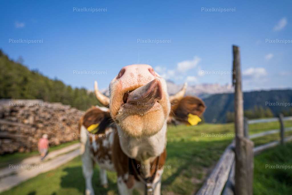 Ottfried | Fotograf Tirol Imst Pixelknipserei