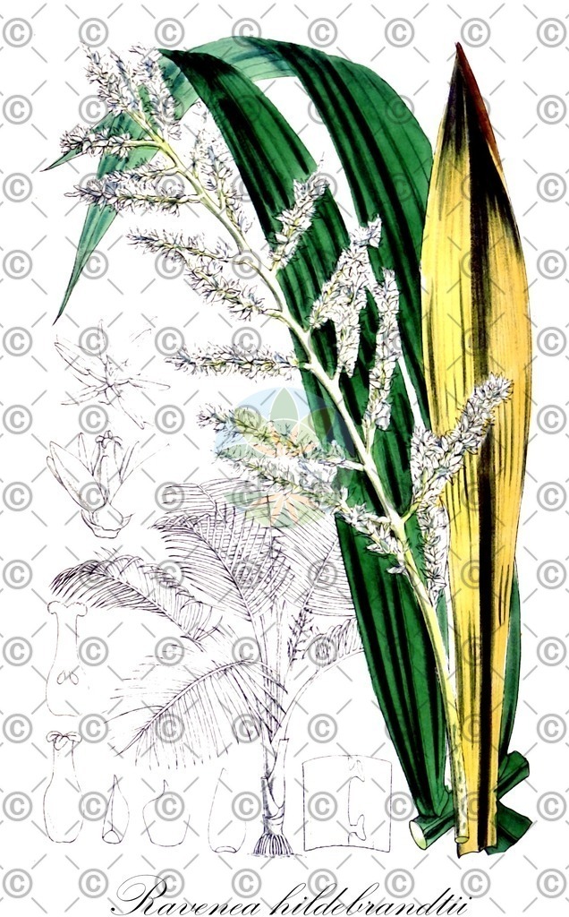 HistAbb_wfo-0000464251_1_ENZY_Simple | Historische Abbildung von Ravenea hildebrandtii - Arecaceae | Historical Illustration of Ravenea hildebrandtii - Arecaceae