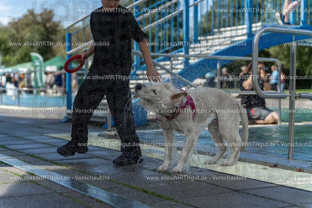 Hundeschwimmen_Volksbad_2026-allesWIRTHgut_Tierfotografie-2609061216-112626-7R500014 | Professionelle Tierfotografie in Mönchengladbach von Daniel Wirth (allesWIRTHgut). Liebevolle & natürliche Bilder von Hunden & Katzen für unvergessliche Erinnerungen.