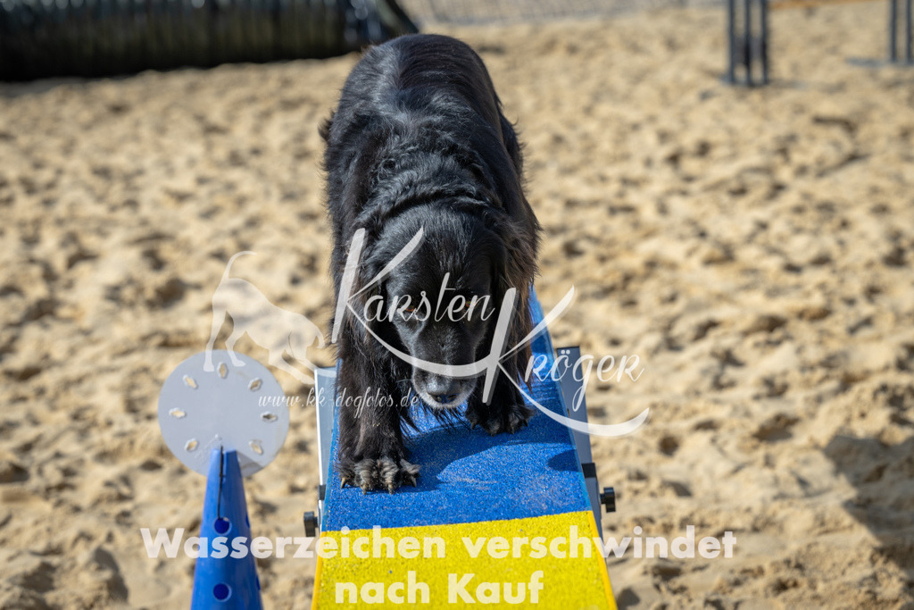 1437_ZZ91790 | kk-dogfotos