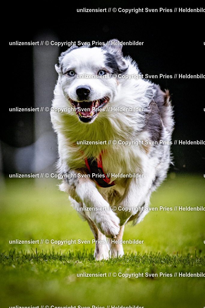 Sven Pries | 2025-10-03 - Hunderennen Obergrombach - Realisiert mit Pictrs.com