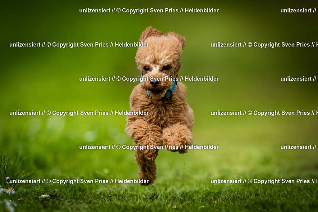 Sven Pries | 2025-04-13 - Hunderennen Baden-Baden - Realisiert mit Pictrs.com