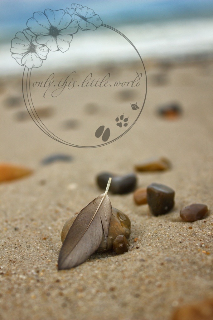 IMG_8667-01 | only.this.little.world - Realisiert mit Pictrs.com