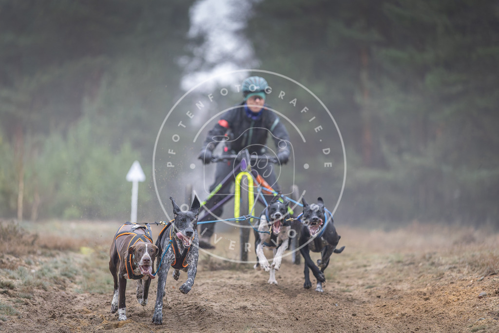 Pfotenfotografie_DV3A0330 | Hundefotografie, Tierfotograf, Pfotenfotografie, Fotoshooting Hund, Hunde Portrait, Hundesport, Hundeportraits, Heideshooting, Hunde, Sportfotograf, Hundefotograf, Turnierhundsport, THS,  - Realisiert mit Pictrs.com