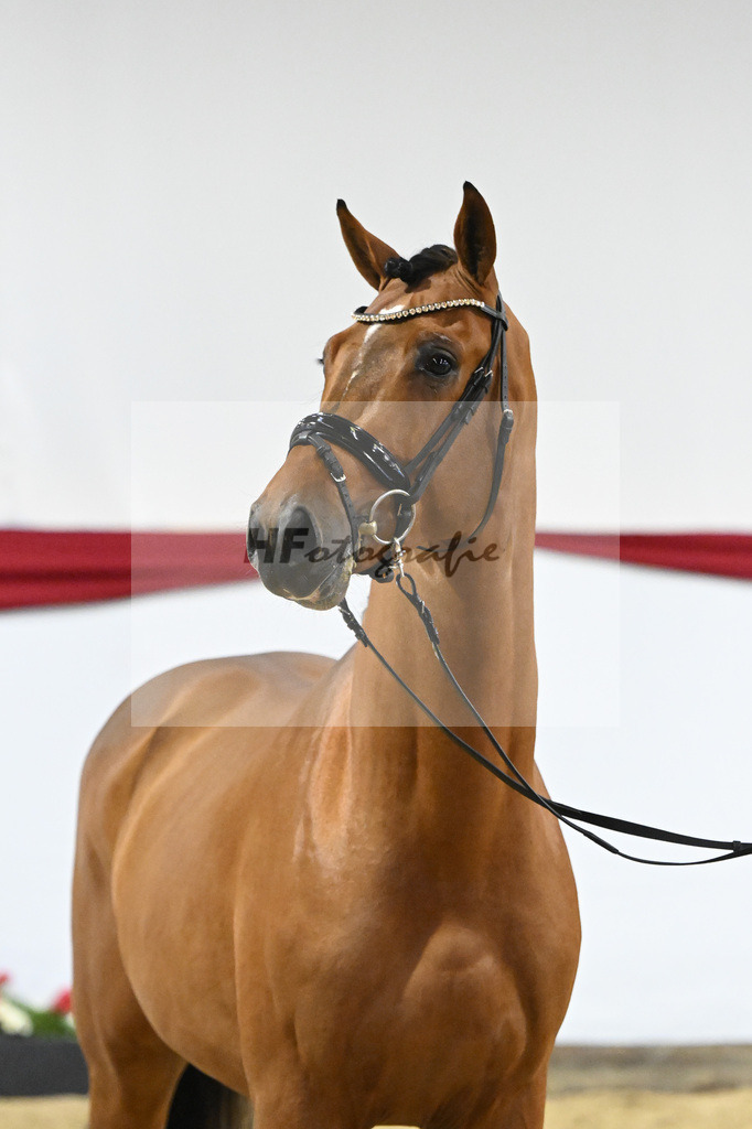 Kat-Nr. 54 v. Vaderland_Rakelbusch_63221562 | hf-fotografie - Realizzato con Pictrs.com