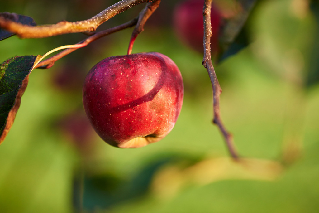 ein roter Apfel am Ast hängend | Austria - September 10, 2018: ein roter Apfel am Ast hängend. - Realisiert mit Pictrs.com