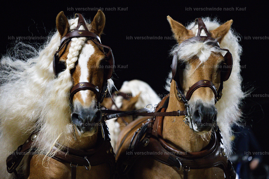 FHClassics-294 | working equitationturnier fotograf videograf stoibphotography marixx film working equitation deutschland reitsport turnierfotografie eventfotografie equestrian events