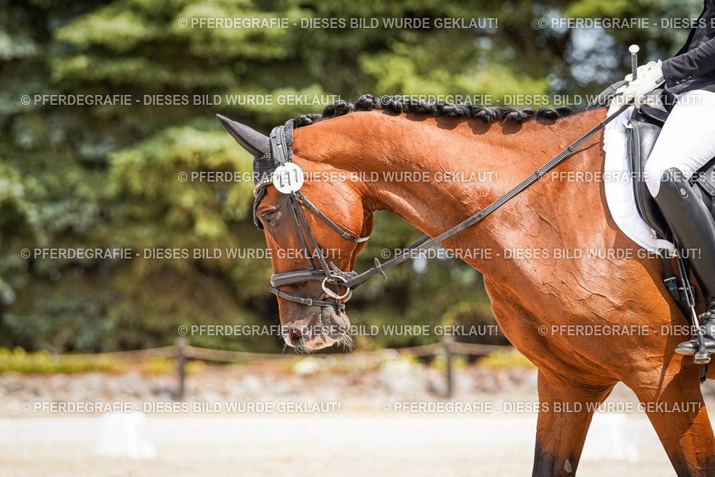 DSC03672 | Pferdegrafie