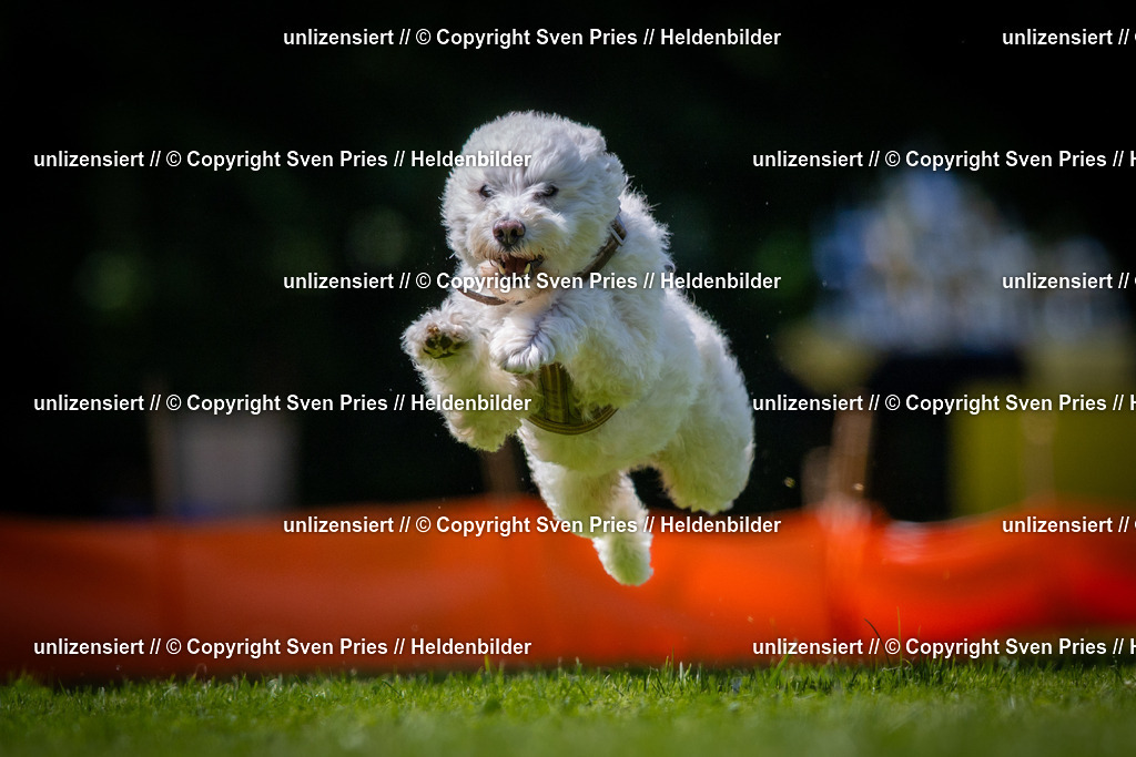 Sven Pries | 2025-08-10 - Hunderennen Durlach - Realisiert mit Pictrs.com