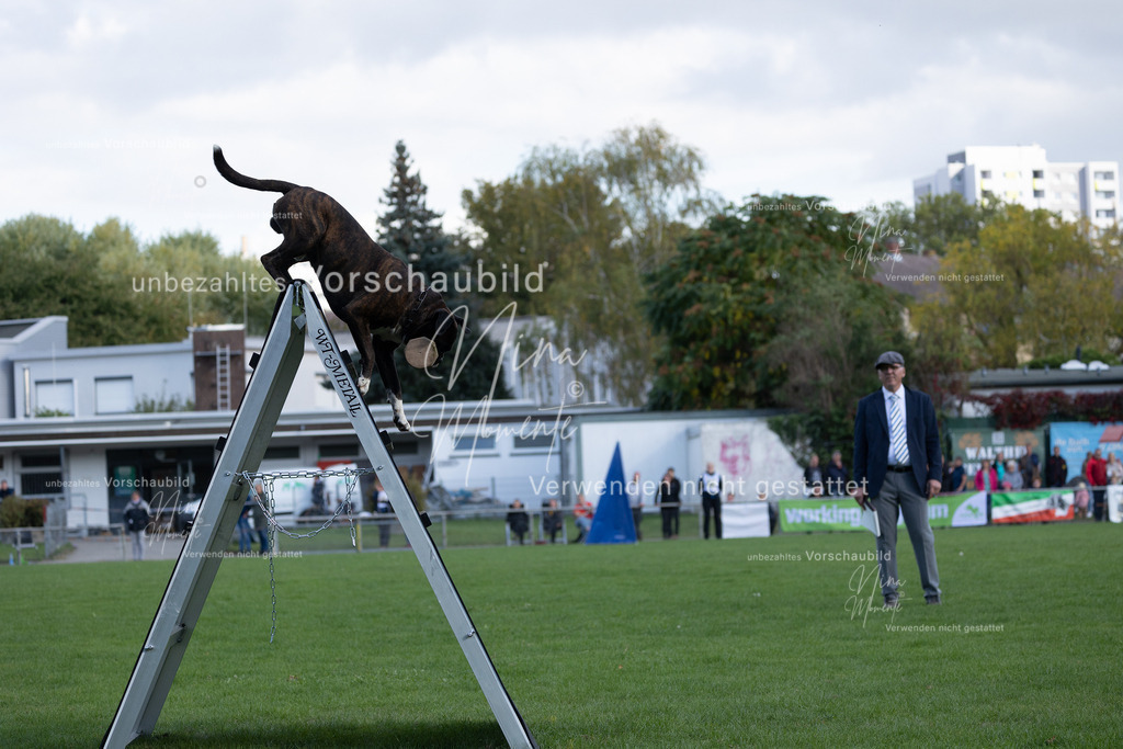 _16A5717 | Einzigartige Fotos von Hunden & Menschen –Actionfotos, Portraits, Vereinsaufnahmen & Paarshootings – authentisch, lebendig & mit Herz.