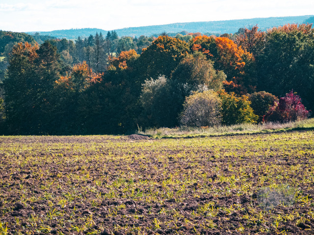 Hintergrund | Shop für Prints Landschaftsfotografie Sächsische Schweiz Naturfotografie in Thüringen Fotos vom Findlingspark Nochten Kloster Sankt Marienstern Bilder Festung Königstein PanoramaRhododendronpark Kromlau FotogalerSchleswig-Holstein Küstenlandschaften