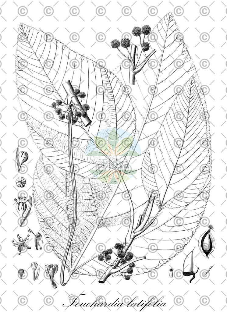 HistAbb_wfo-1000029296_1_ENZY_Simple | Historische Abbildung von Touchardia latifolia - Urticaceae | Historical Illustration of Touchardia latifolia - Urticaceae