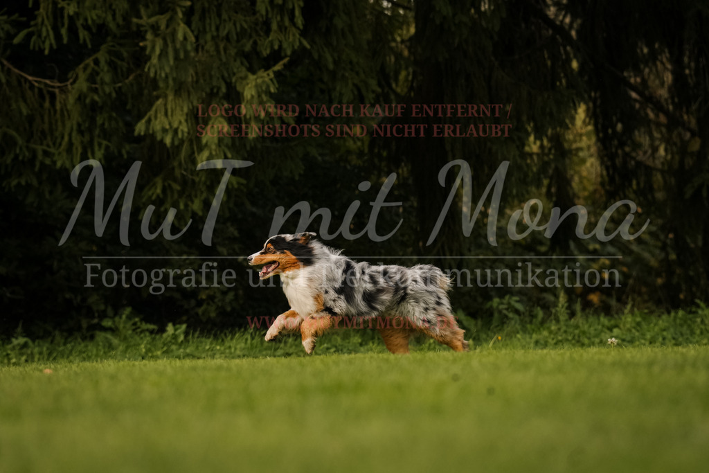 20251005_THS_Turnier-644 | MuT (Mensch und Tier) mit Mona - Fotografie und Tierkommunikation - Realisiert mit Pictrs.com