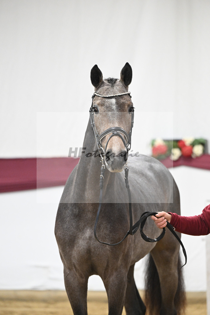 Kat-Nr. 4 Charthago Blue x Acorado_ECS Livestock BV_47253223 | hf-fotografie - Realisiert mit Pictrs.com