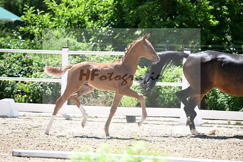 Kat-Nr. 26 Vitalis x Fuerst Romancier_HF_Finck-Deichner_20251034 | hf-fotografie - Realizzato con Pictrs.com